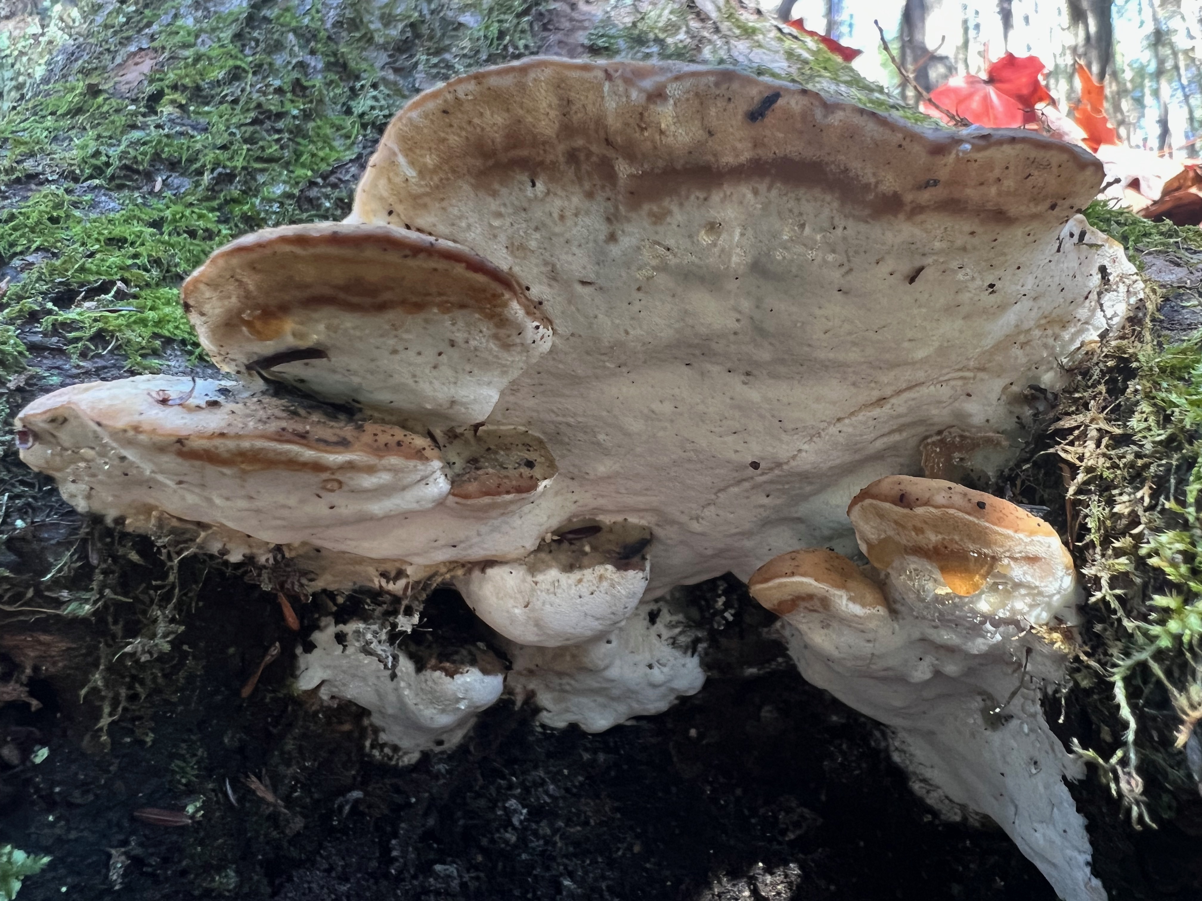 Phaeolus schweinitzii